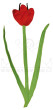 Tulipán